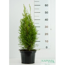 Thuja occidentalis 'Smaragd Light'