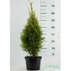 Thuja occidentalis 'Smaragd Witbont'