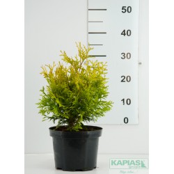 Thuja occidentalis 'Sunkist'