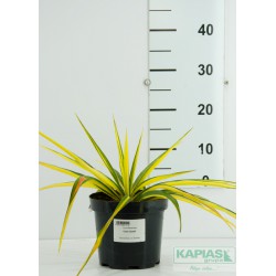 Yucca filamentosa 'Color Guard'