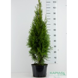 Thuja occidentalis 'Smaragd'