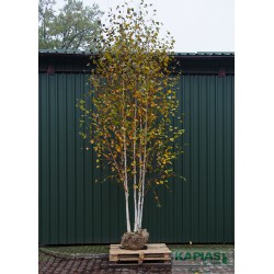 Betula utilis 'Doorenbos'