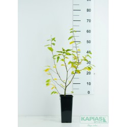 Carpinus betulus