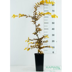 Carpinus betulus