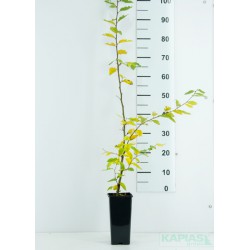 Carpinus betulus