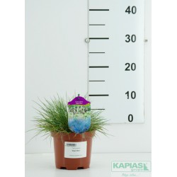 Festuca glauca 'Elijah Blue'