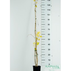 Ginkgo biloba 'Menhir' PBR
