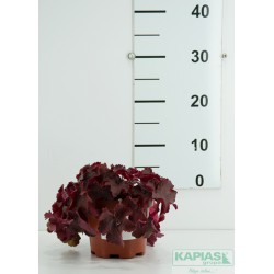 Heuchera NORTHERN EXPOSURE RED 'Tnhheuner'