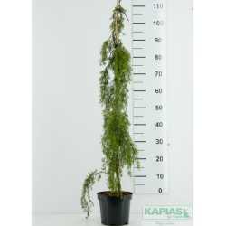 Juniperus communis 'Horstmann'