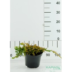 Juniperus horizontalis 'Golden Carpet'