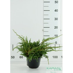 Juniperus squamata 'Blue Carpet'
