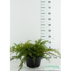 Juniperus squamata 'Blue Carpet'