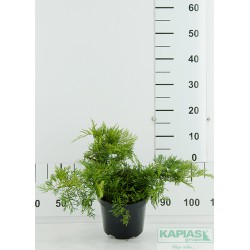 Juniperus virginiana 'Grey Owl'