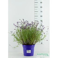 Lavandula angustifolia BLUE SCENT 'Syngablusc'