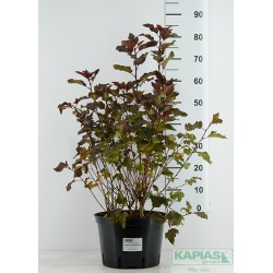 Physocarpus opulifolius DIABLE D'OR 'Mindia' PBR