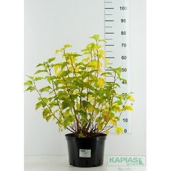 Physocarpus opulifolius 'Luteus'
