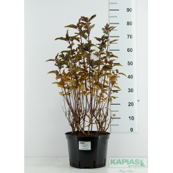 Physocarpus opulifolius 'Red Baron'