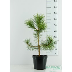 Pinus nigra subsp. nigra