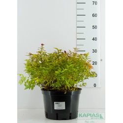 Spiraea japonica 'Goldflame'