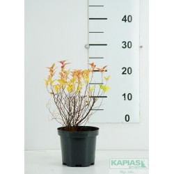 Spiraea japonica 'Goldflame'