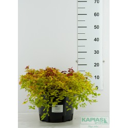 Spiraea japonica 'Goldmound'