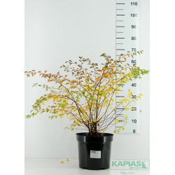 Spiraea vanhouttei x