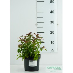 Spiraea japonica 'Crispa'