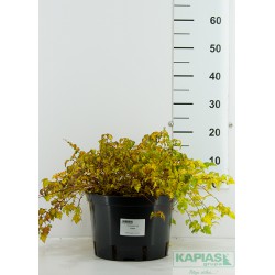 Stephanandra incisa 'Crispa'