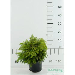 Tsuga canadensis 'Jeddeloh'