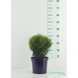 Thuja occidentalis 'Hoseri'