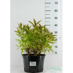 Weigela florida FRENCH LACE 'Brigela' PBR