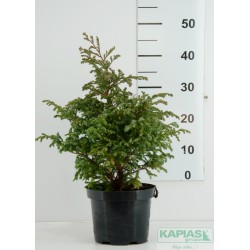 Chamaecyparis pisifera 'Boulevard'