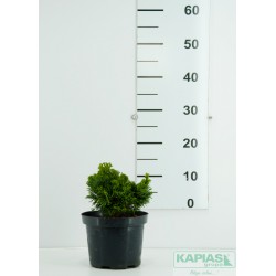 Chamaecyparis obtusa 'Nana Gracilis'