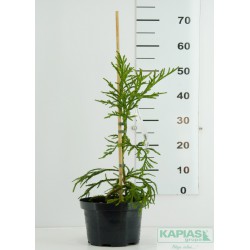Cryptomeria japonica 'Rasen'