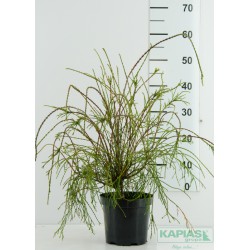 Thuja occidentalis 'Filiformis'