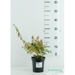 Abelia chinensis 'Edward Goucher'