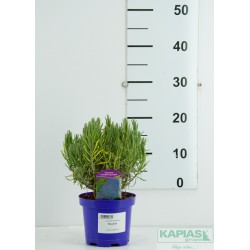 Lavandula angustifolia 'Munstead'