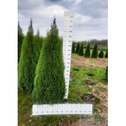Thuja occidentalis 'Smaragd'