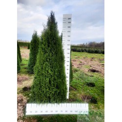 Thuja occidentalis 'Smaragd'