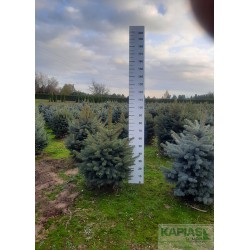 Picea pungens