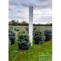 Picea pungens