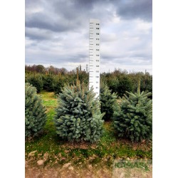 Picea pungens f. glauca