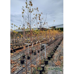 Betula pendula