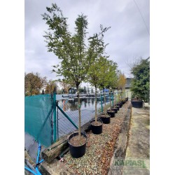 Robinia pseudoacacia 'Umbraculifera'