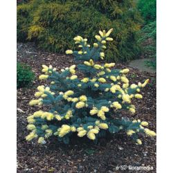 Picea pungens 'Białobok'