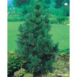 Pinus parviflora 'Tempelhof'