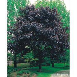 Acer platanoides 'Royal Red'