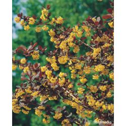 Berberis ottawensis x 'Superba'