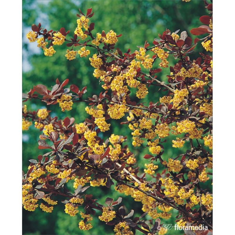 Berberis ottawensis x 'Superba' Berberis ottawensis x 'Superba'