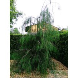 Chamaecyparis lawsoniana 'Imbricata Pendula'